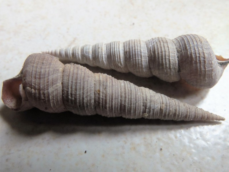 Turritellinella tricarinata (Brocchi, 1814)