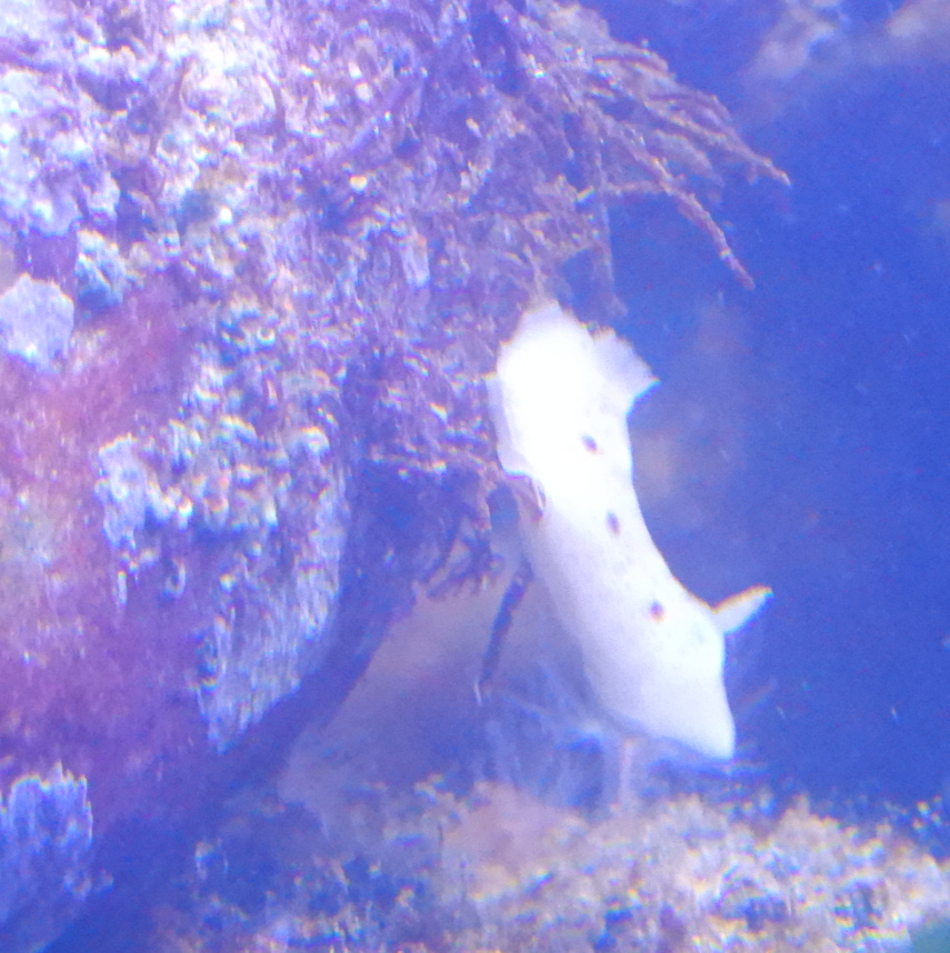 Jorunna tomentosa (Cuvier, 1804)