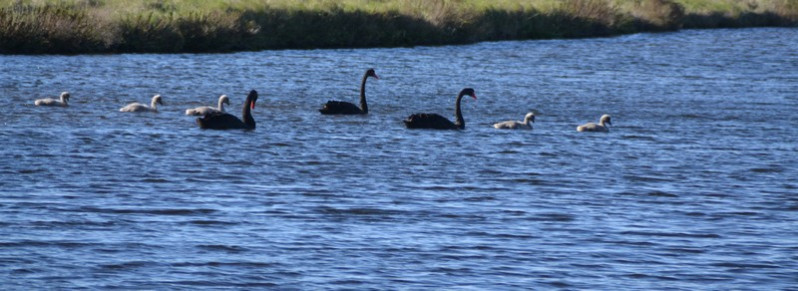 Cygnus atratus adultes et juvéniles