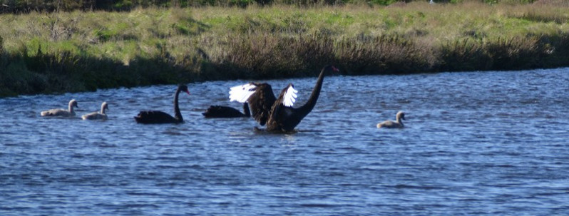Cygnus atratus adultes et juvéniles