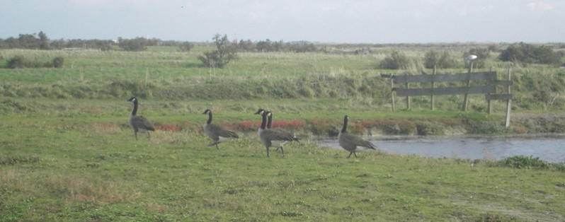 Branta canadensis adultes