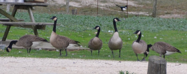 Branta canadensis adultes