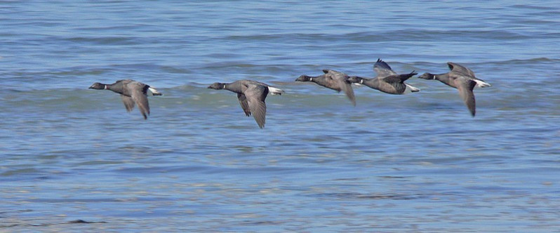 Branta bernicla subsp. nominale