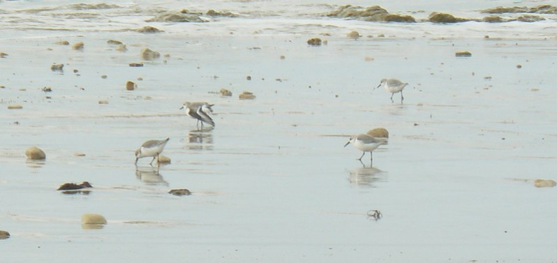 Calidris alba adultes