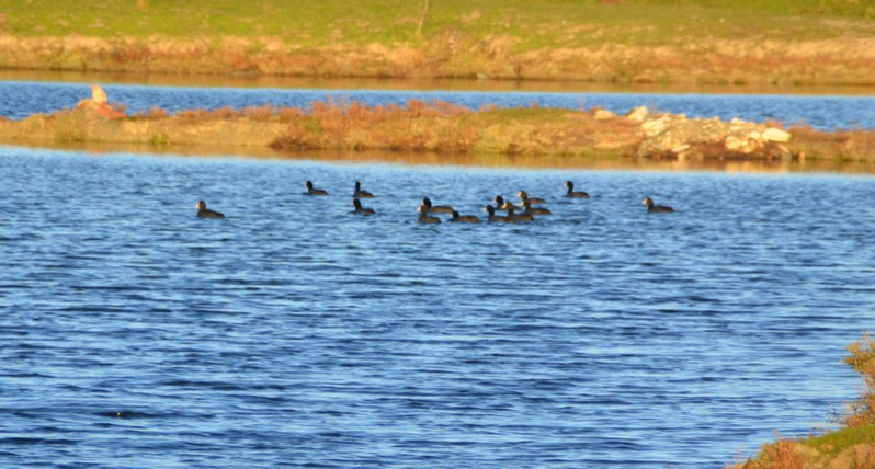 Fulica atra adultes