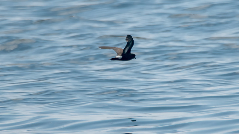 Hydrobates pelagicus (Linnaeus, 1758)