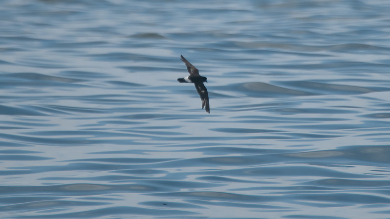 Hydrobates pelagicus (Linnaeus, 1758)