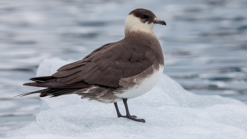 Stercorarius parasiticus (Linnaeus, 1758)
