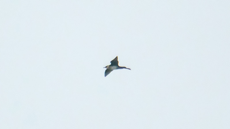 Stercorarius pomarinus (Temminck, 1815)