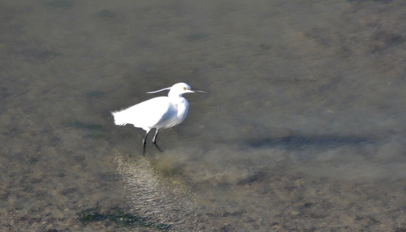 Egretta garzetta adulte