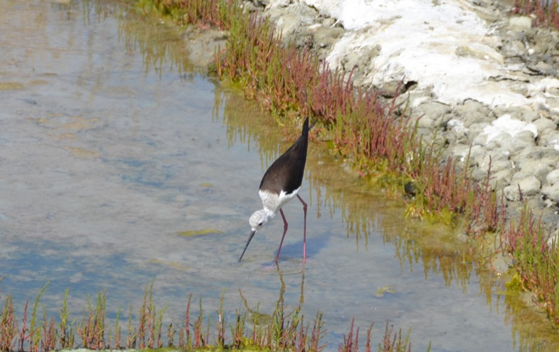 Himantopus himantopus adulte