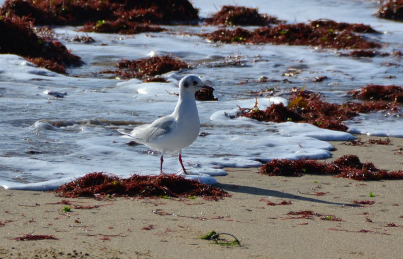 Chroicocephalus ridibundus adulte