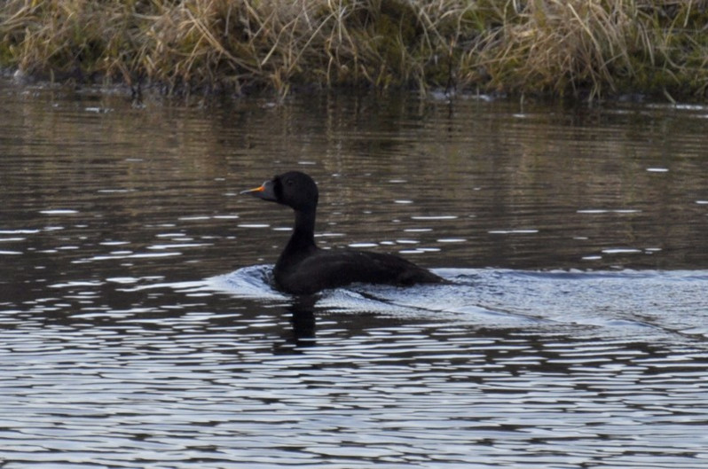 Melanitta nigra adulte