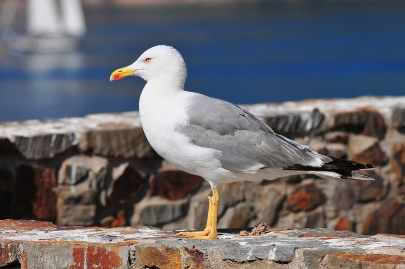 Larus michahellis (Naumann, JF, 1840)