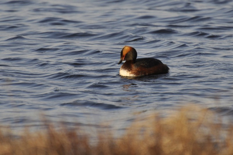 Podiceps auritus adulte