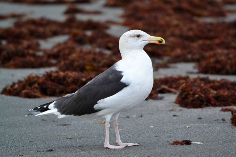Larus marinus (Linnaeus, 1758)