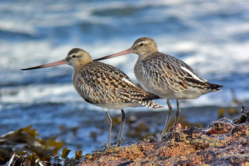 Limosa lapponica adulte