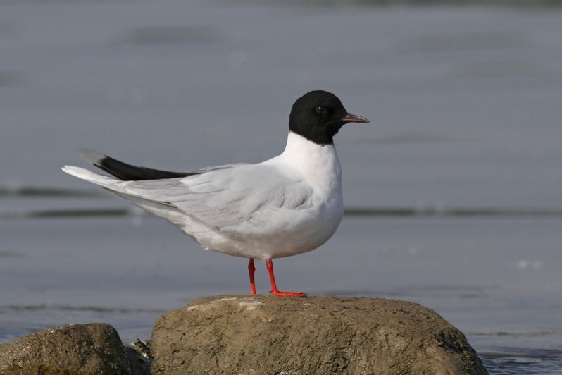 Hydrocoloeus minutus