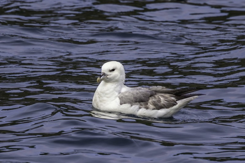 Fulmarus glacialis (Linnaeus, 1761)