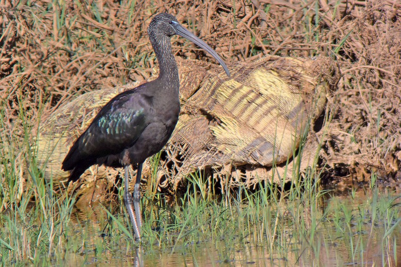 Plegadis falcinellus adulte
