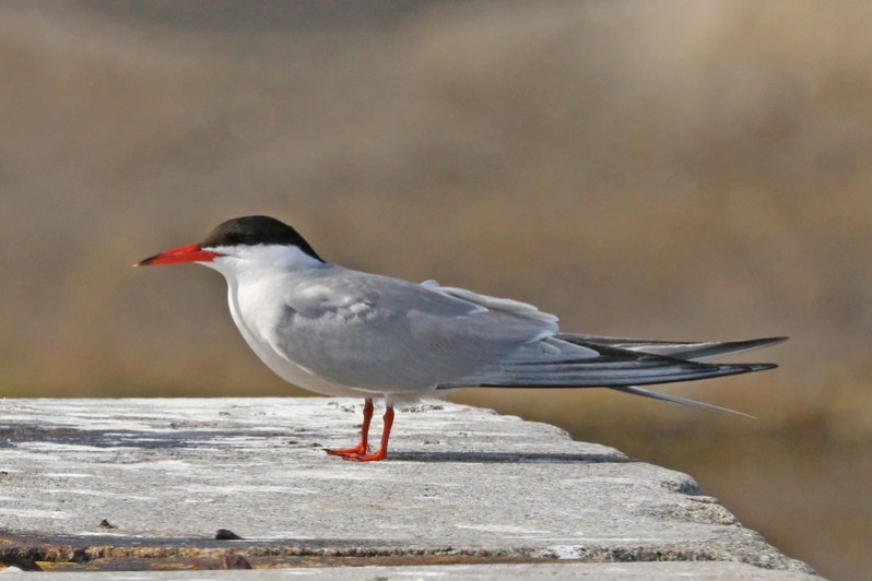 Sterna hirundo