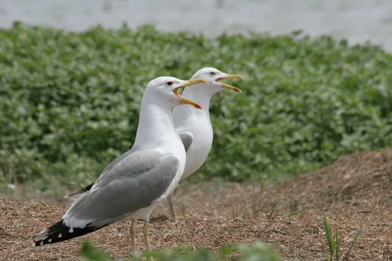 Larus michahellis (Naumann, JF, 1840)