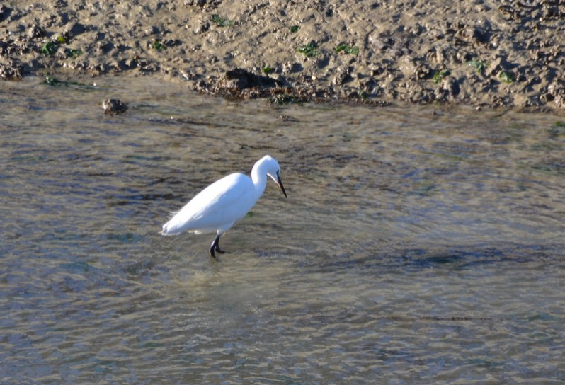 Egretta garzetta adulte