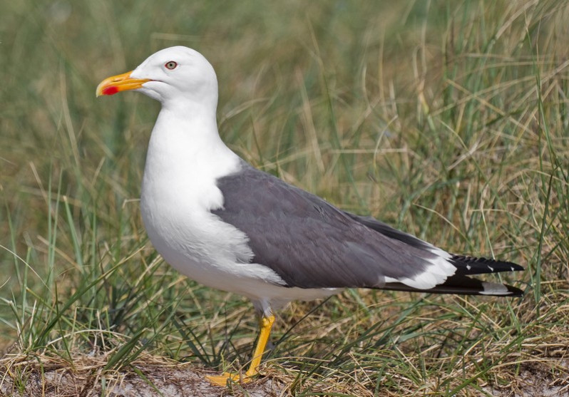 Larus fuscus (Linnaeus, 1758)