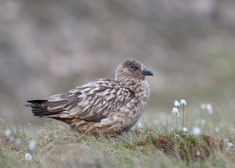 Stercorarius skua (Brünnich, 1764)