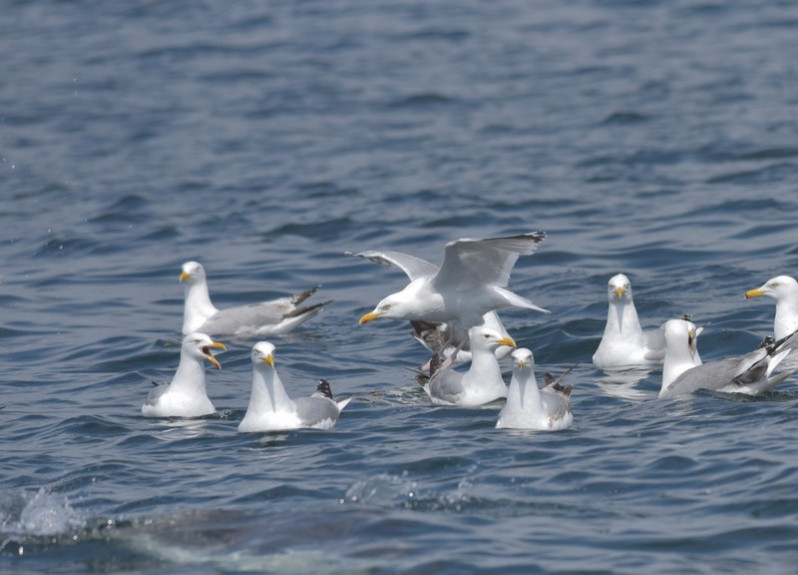 Larus argentatus (Pontoppidan, 1763)