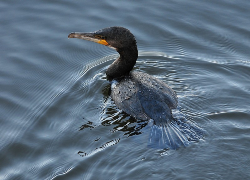 Phalacrocorax carbo (Linnaeus, 1758)