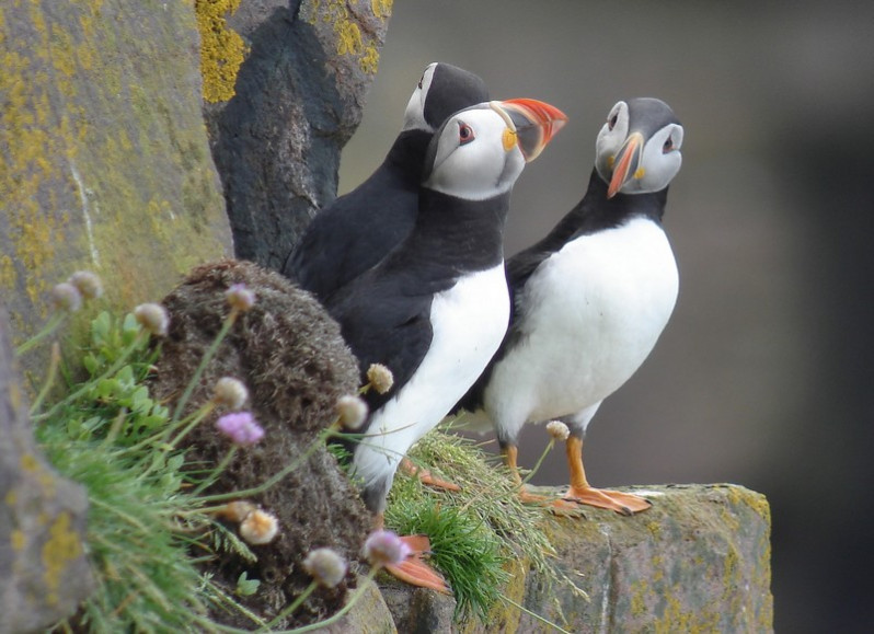 Fratercula arctica