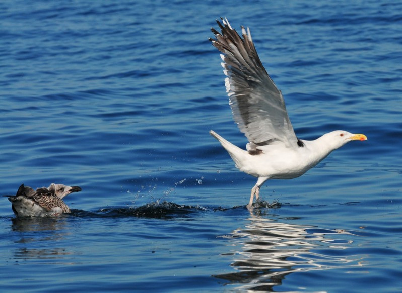 Larus marinus (Linnaeus, 1758)