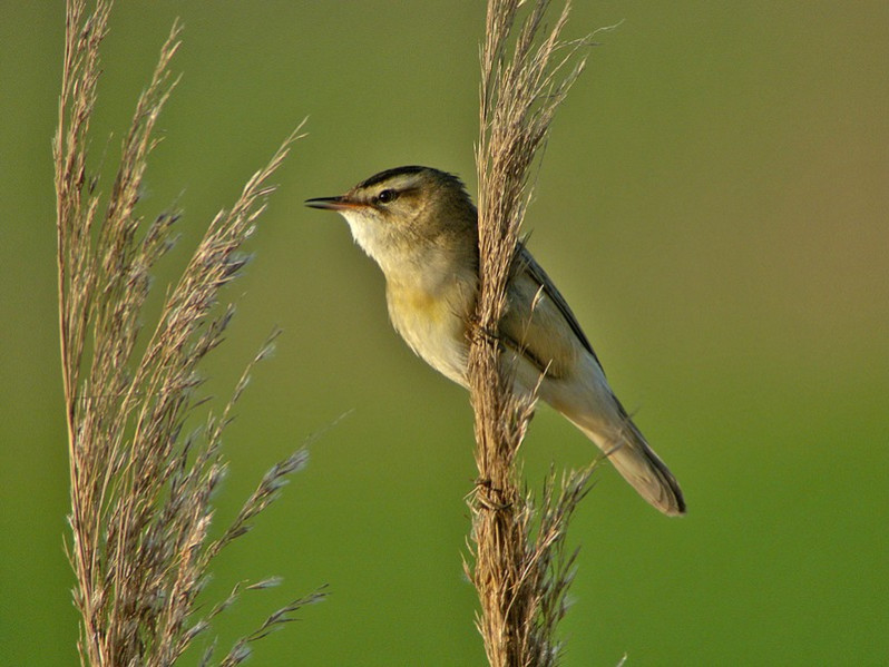 Acrocephalus schoenobaenus adulte