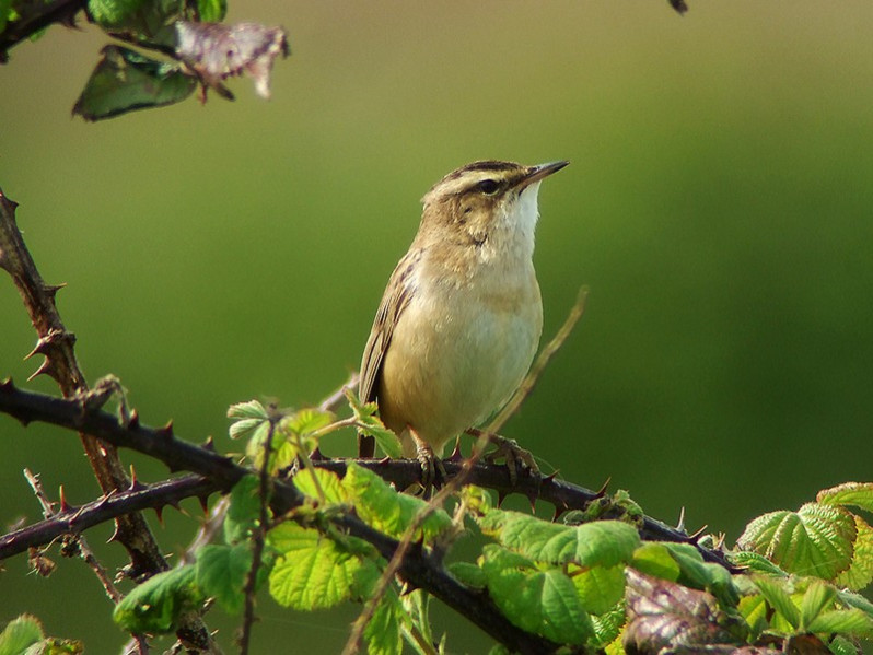 Acrocephalus schoenobaenus adulte