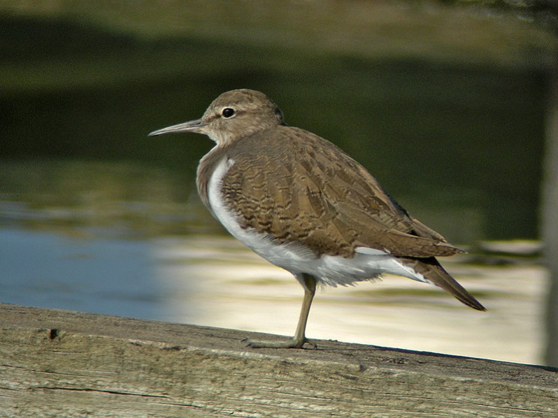 Actitis hypoleucos adulte