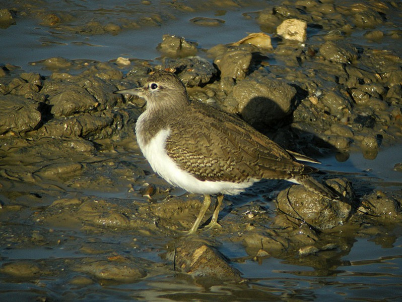 Actitis hypoleucos adulte
