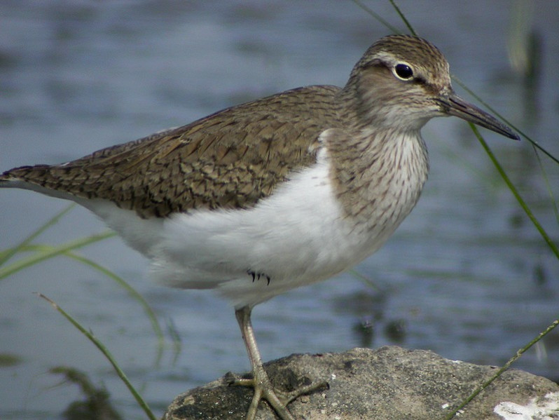 Actitis hypoleucos adulte