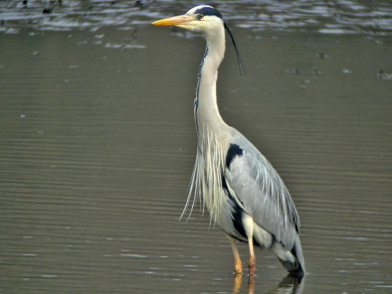 Ardea cinerea adulte