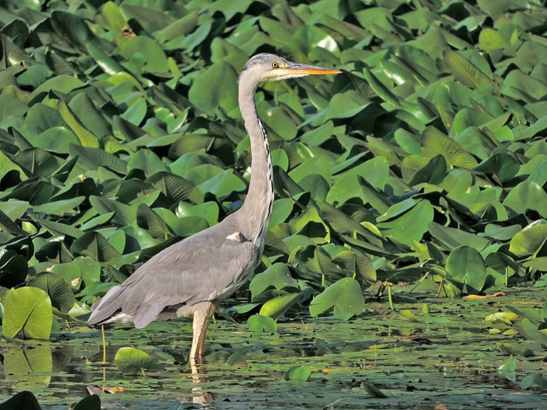 Ardea cinerea adulte