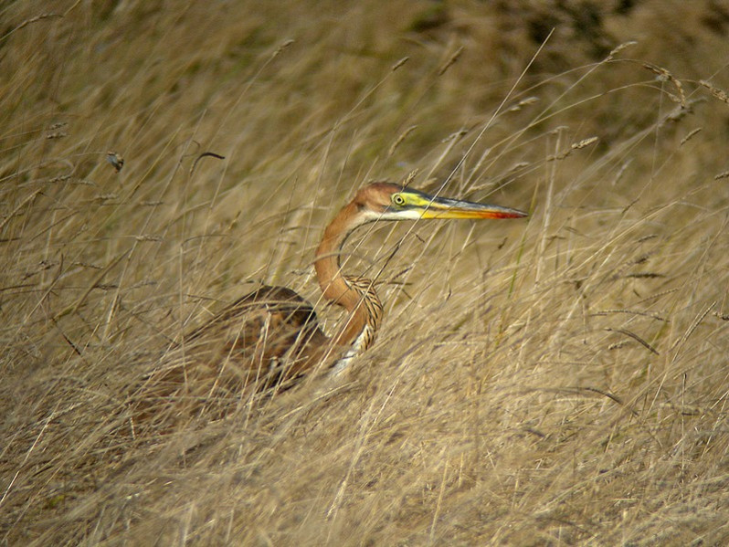 Ardea purpurea adulte