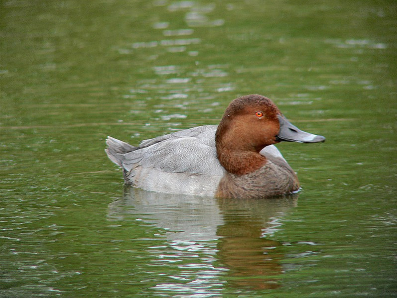Aythia ferina adulte