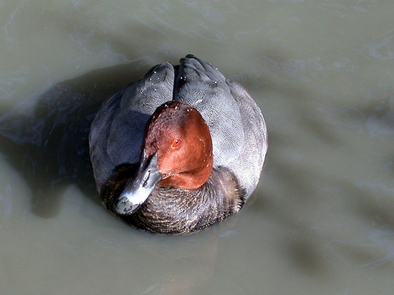 Aythia ferina adulte