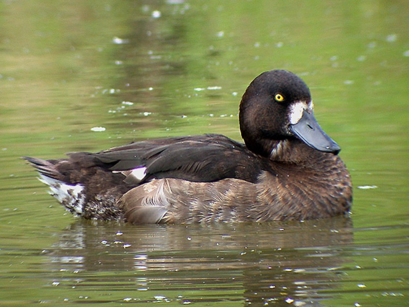 Aythia marila adulte