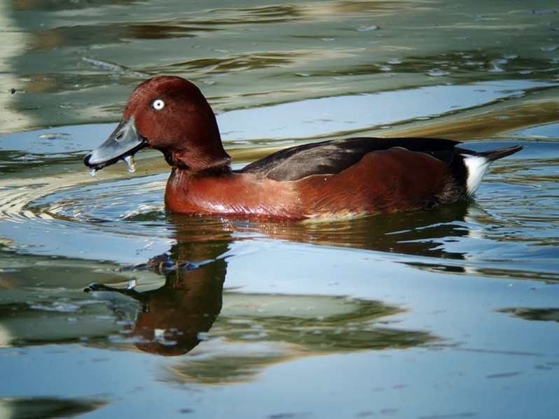 Aythia nyroca adulte