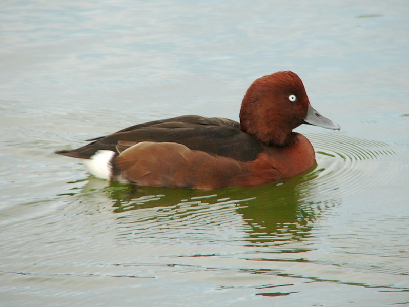 Aythia nyroca adulte