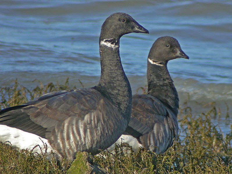 Branta bernicla subsp. nominale
