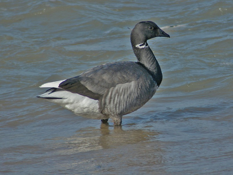 Branta bernicla subsp. nominale