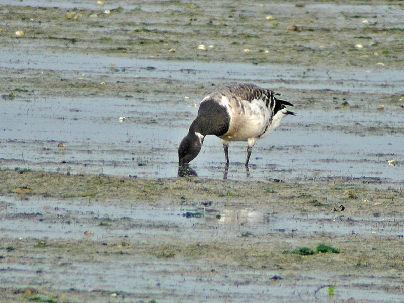 Branta bernicla subsp. hrota
