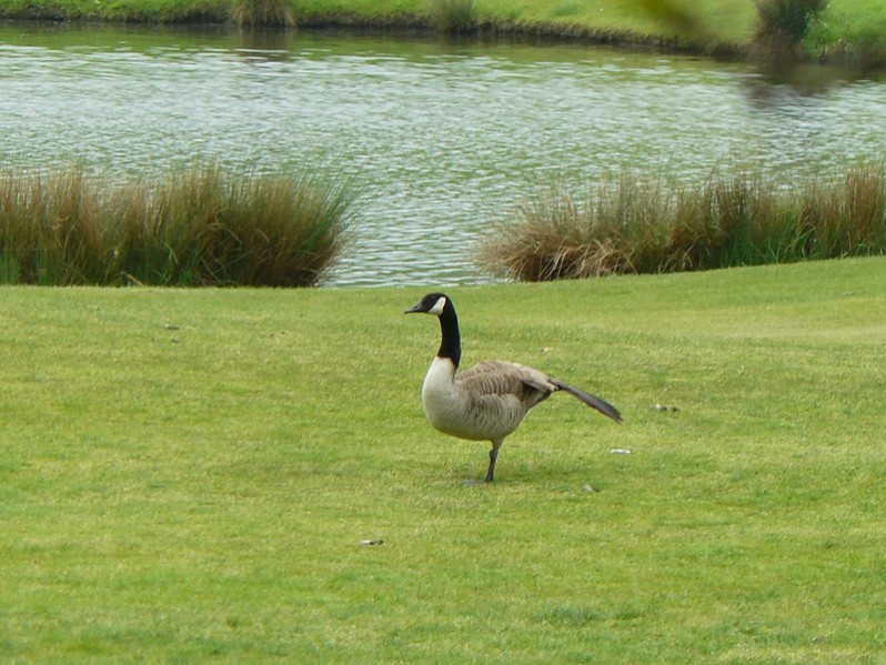 Branta canadensis adulte